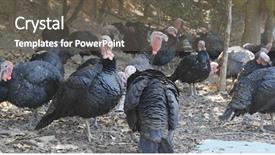  Presentation with thanksgiving - Beautiful presentation theme featuring free thanksgiving - turkeys on the farm backdrop and a gray colored foreground