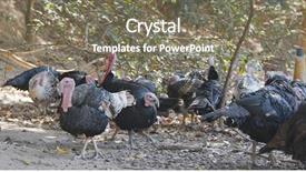  Presentation with thanksgiving - Audience pleasing theme consisting of free thanksgiving - wild turkey at outdoor farm backdrop and a gray colored foreground
