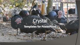  Presentation with turkey - Audience pleasing slides consisting of free thanksgiving - wild turkey bird at outdoor backdrop and a dark gray colored foreground