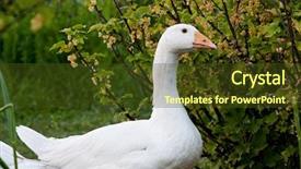  Presentation with farm - Presentation theme having native chicken - goose on farm background and a tawny brown colored foreground