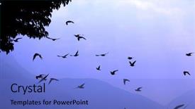  Presentation with birds - Colorful presentation enhanced with free them - birds backdrop and a  colored foreground