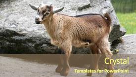 Presentation with free - PPT layouts featuring free themes - baby goat background and a violet colored foreground