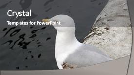  Presentation with seagull - Colorful PPT theme enhanced with free themes - image of seagull searching backdrop and a dark gray colored foreground