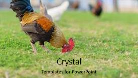  Presentation with grazing - Presentation featuring free themes - rooster grazing in park outdoors background and a yellow colored foreground