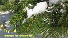  Presentation with pine - Presentation design having free themes - snowcovered pine branch background and a tawny brown colored foreground