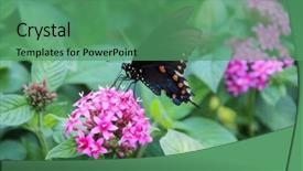  Presentation with pink-black - Presentation theme enhanced with free tiger - butterfly eastern black swallowtail background and a ocean colored foreground