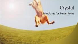  Presentation with free dog - Presentation enhanced with free train - dog jumping for joy background and a lemonade colored foreground