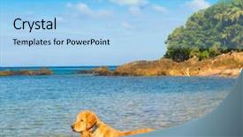  Presentation with salty - Audience pleasing slide set consisting of free waves grey - beach salty sea dog backdrop and a  colored foreground