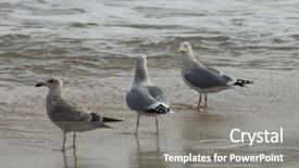  Presentation with flying doves temp plate - Theme having free waves grey - flying seagulls background and a  colored foreground