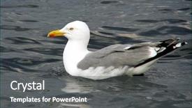  Presentation with black sea - Theme with free waves grey - larus fuscus lesser black-backed gull background and a dark gray colored foreground