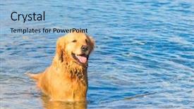  Presentation with salty - PPT theme featuring free waves grey - my friend salty sea dog background and a light blue colored foreground