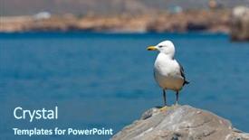 Presentation with seagull - Slide deck with free waves grey - nice seagull on stone background and a  colored foreground