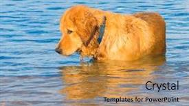  Presentation with pet students - PPT theme consisting of free waves grey - proudly posing cute pet background and a  colored foreground