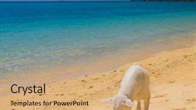  Presentation with pet - PPT theme enhanced with free waves grey - proudly posing cute pet background and a coral colored foreground