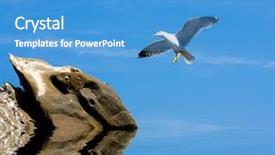  Presentation with seagull - Beautiful theme featuring free waves grey - seagull fly to stone backdrop and a  colored foreground