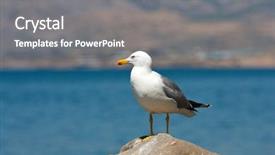  Presentation with seagull - PPT theme with free waves grey - seagull on stone on sea background and a  colored foreground