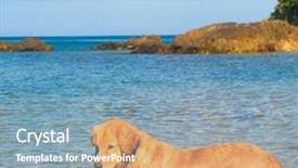  Presentation with salty - Slides having free waves grey - smart eyes salty sea dog background and a  colored foreground