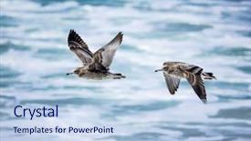  Presentation with seagull - Audience pleasing slide set consisting of free waves grey - two seagull flying on beach backdrop and a light blue colored foreground