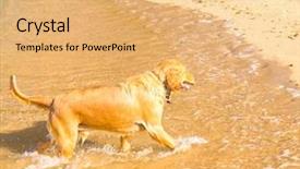  Presentation with blue eyes technology eye scan - Beautiful presentation featuring free waves grey - wet nose smart eyes backdrop and a  colored foreground