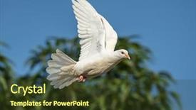  Presentation with air - Beautiful presentation featuring air post - pigeon flying in sky backdrop and a tawny brown colored foreground