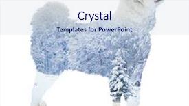  Presentation with free dog - Presentation theme enhanced with free winter scene - fluffy samoyed dog isolated background and a lemonade colored foreground