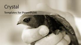  Presentation with genetically modified food trial version - Presentation design featuring freedom 2 b w version background and a  colored foreground