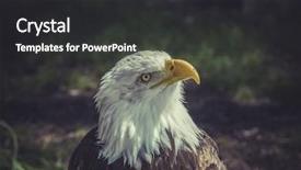  Presentation with america freedom - Cool new presentation design with freedom american bald eagle haliaeetus backdrop and a dark gray colored foreground