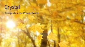  Presentation with falling leaves - Amazing presentation design having freefalling - autumnal park with falling maple backdrop and a gold colored foreground