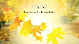  Presentation with falling leaves - Cool new PPT theme with freefalling - autumnal park with falling maple backdrop and a blonde colored foreground