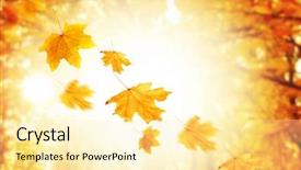  Presentation with leaves falling - Colorful theme enhanced with freefalling - autumnal park with falling maple backdrop and a blonde colored foreground