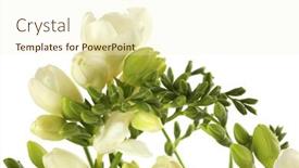  Presentation with iris flower - PPT theme with freesia-flower-plant background and a cream colored foreground