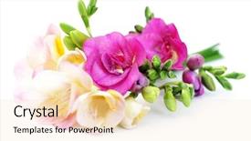  Presentation with white flowers - Presentation design with freesia flowers on white background background and a  colored foreground