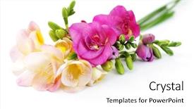  Presentation with white flowers - Beautiful theme featuring freesia flowers on white background backdrop and a  colored foreground