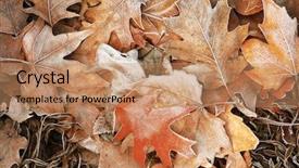  Presentation with dying - Colorful slide deck enhanced with dying garden - pile of different dry leaves backdrop and a coral colored foreground