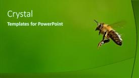  Presentation with freeze - Presentation design with freeze-motion-of-bee-flying background and a tawny brown colored foreground