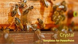  Presentation with bee hive - Slide deck consisting of freeze-motion-of-bees-flying background and a  colored foreground