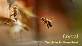  Presentation with bee hive - Slide set enhanced with freeze-motion-of-bees-flying background and a  colored foreground