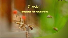  Presentation with bee hive - Theme having freeze-motion-of-bees-flying background and a tawny brown colored foreground