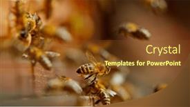  Presentation with bee hive - Presentation theme enhanced with freeze-motion-of-bees-flying background and a tawny brown colored foreground