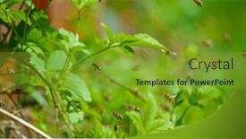  Presentation with bee hive - Presentation consisting of freeze-motion-of-bees-flying background and a  colored foreground