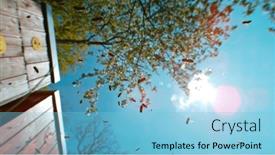  Presentation with bee hive - PPT theme enhanced with freeze-motion-of-bees-flying background and a  colored foreground