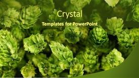  Presentation with beer hops - Slide deck featuring freeze-motion-of-flying-hops background and a  colored foreground