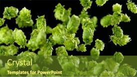  Presentation with beer hops - PPT theme with freeze-motion-of-flying-hops background and a  colored foreground