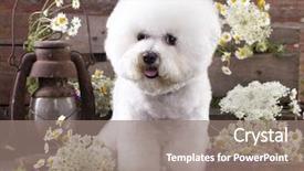  Presentation with chamomile - Slide deck with frege - bichon frise and chamomile background and a gray colored foreground