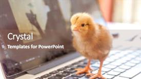  Presentation with chick - PPT layouts having freindly - cute chick on laptop keyboard background and a  colored foreground