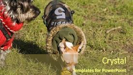  Presentation with sad dog abandoned dogs - Audience pleasing slides consisting of freindly - little dogs in jackets socialize backdrop and a  colored foreground