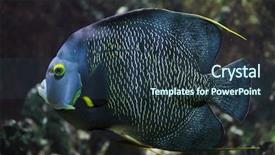  Presentation with mango fruit shake tropical - Cool new slide set with french angelfish pomacanthus paru tropical backdrop and a ocean colored foreground