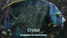  Presentation with angel - Slides with french angelfish pomacanthus paru tropical background and a tawny brown colored foreground