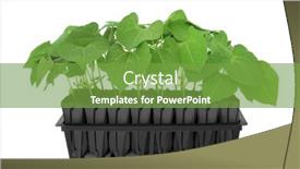  Presentation with develop - Presentation design consisting of french-bean-plants-growing background and a seafoam green colored foreground