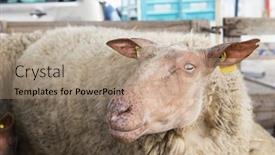  Presentation with sheep - Presentation having french-breed-sheep-france-rouge background and a coral colored foreground